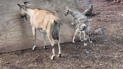 Three Day Old Goats Discovering Gravity
