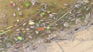 Washed Up 17-Year Cicadas (Brood X) From the Chesapeake Bay