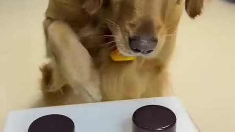 Smart dog find treat in game