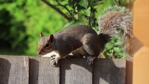 Speedy Squirrel Climbs fence to find food