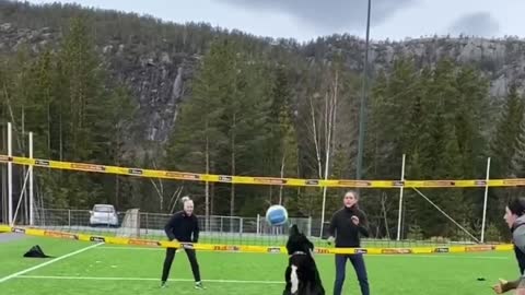 Dog playing volleyball