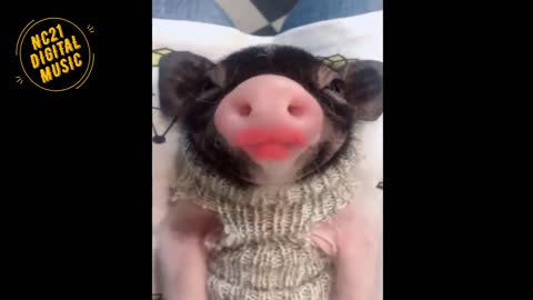 Funny Videos of Dogs, Cats, Animals, Piglet at the SPA