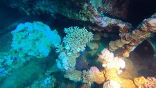 Red Sea SCUBA Diving - wreck with an eel