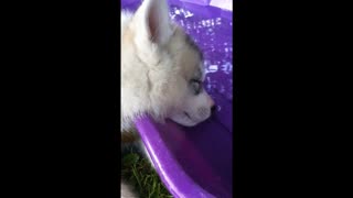 Adorable Husky Blows Bubbles While Sleeping In Water Bowl