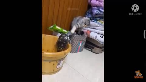 Cat funny videos clip 3