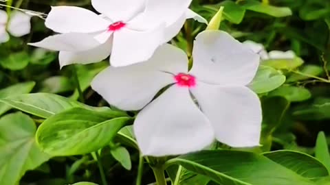 Natural Sri Lanka beautiful flower