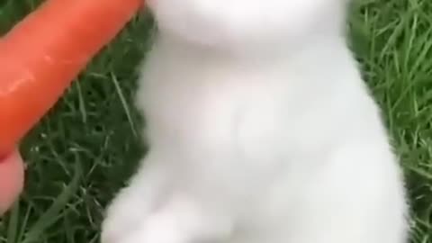 Cute rabbit eating carrot 🥕🐇 #rabit
