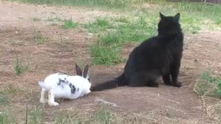Funny rabbit chases a cat