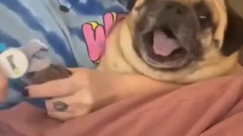 Pug Dog SCREAMS Getting It's Nails Cut