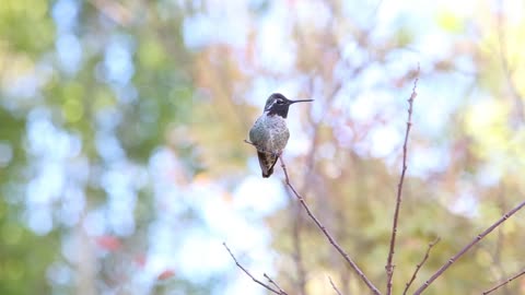 Multy Color Sparrow sitting on tree in rain and sing a beautiful song