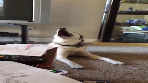 Try not to laugh at this funny husky