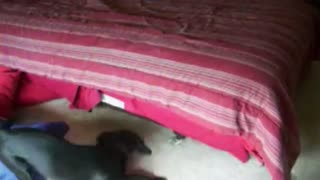Black Labrador Hides Under The Bed When It’s Bathing Time