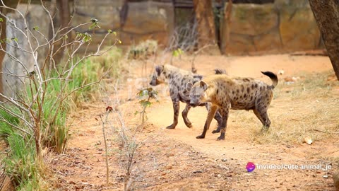 Savannah Soundscapes: The Calls of African Wildlife