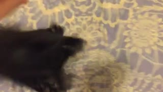 Black cat freaking out over piece of fabric