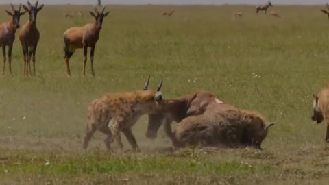 Hyenas preying on gazelles