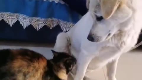 The cat watched the dog bully its children and bravely fought with the dog