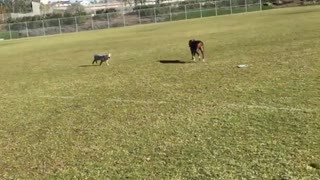 Brown dog gets hit with frisbee instead of catching it