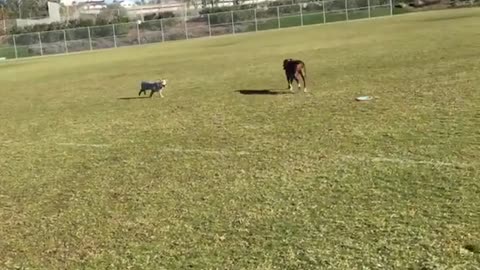 Brown dog gets hit with frisbee instead of catching it
