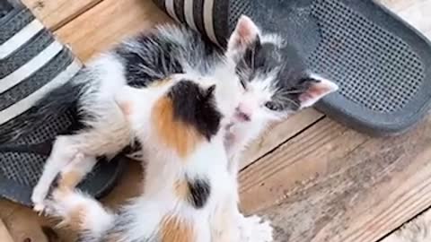 Cute baby cats playing pranks
