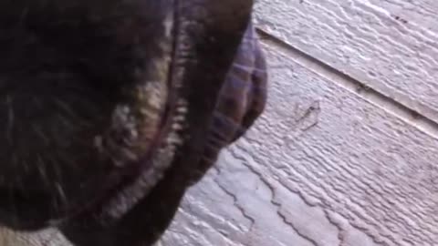 Horse Curls Tongue And Blows Through It