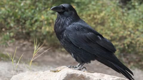 Raven Bird Sounds