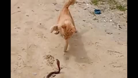 Brave cat vs snake