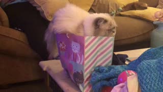Kitty Discovers He Is Too Big for Bag
