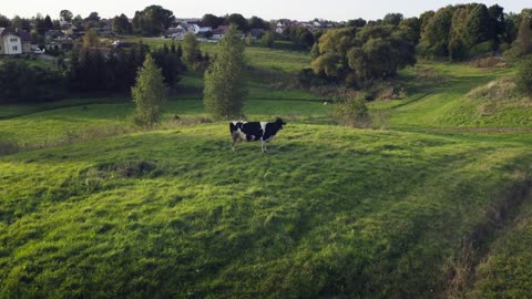 Black and white Holstein cow in meadow during sunset looks directly at drone camera