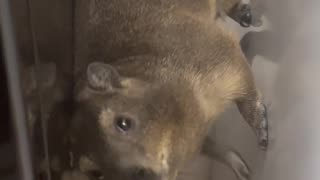 Cape Hyrax Descends Down Refrigerators