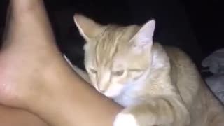 Golden cat licking owners toes consistently