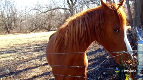 Horses, rare elements of grace, beauty, spirit, and freedom.