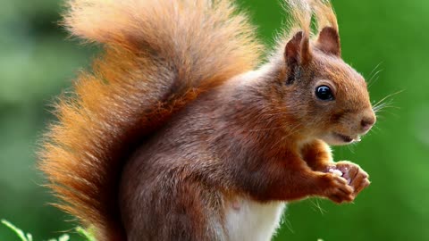 Squirrel On A Wood