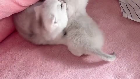 Amazing Cat Puppies