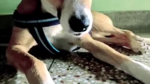 Pluto Dog will get hurt. Very good dog