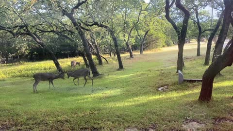 Bucks Locking Antlers