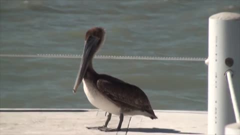 Pelican in Belize