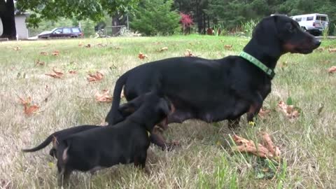 have you seen Dachshund puppies before?