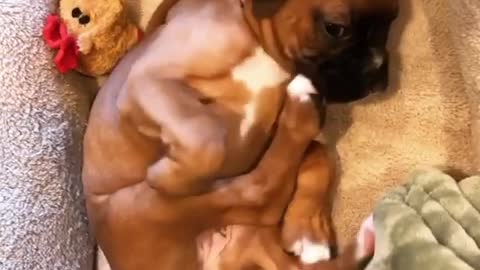 Boxer dog in a short nap