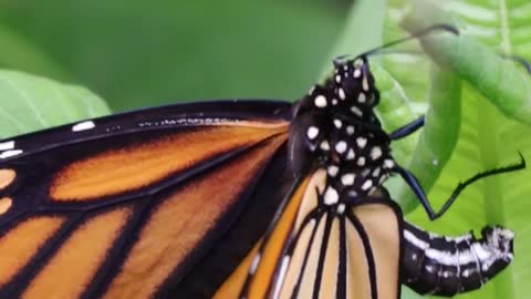 Monarch Lays Eggs on Milkweed