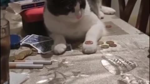 Cute Cat Learns A Magic Trick