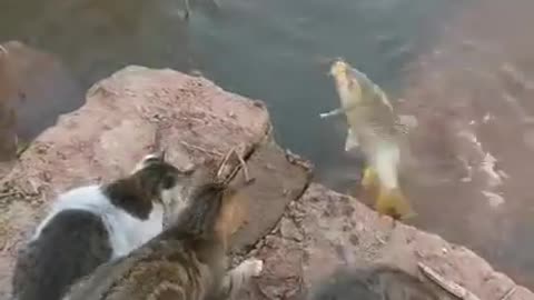 These cats are afraid of fish