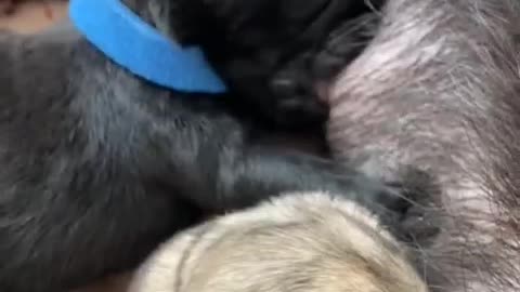 Cute newborn Pugs puppies