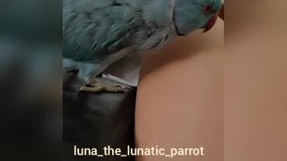 Affectionate Parrot and a Leg