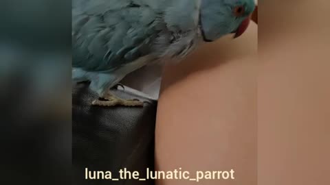 Affectionate Parrot and a Leg