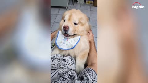 wait for it😅#dog #pet #animals #dogsvideo