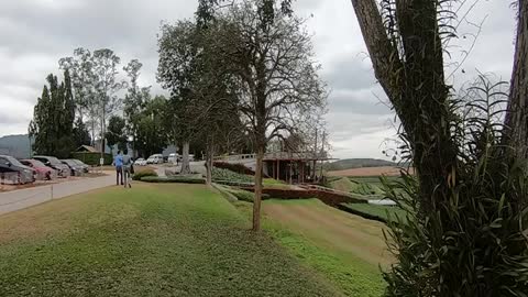 Woods music and bird singing - Singha Park (tea Farm) in Chiang Rai, Thailand