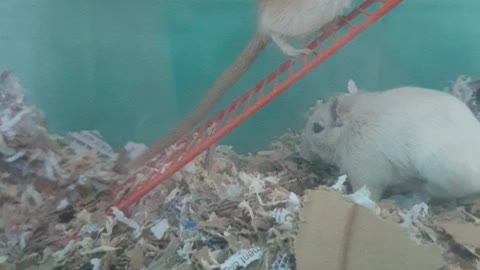 Gerbil life