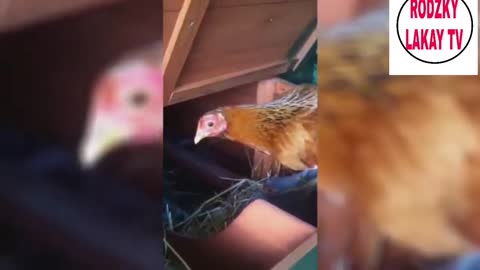 Chicks & chicken most funny videos | funny animals videos 2021