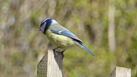 Bird Singing