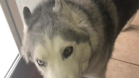 Terco Husky furioso por no poder ir a enterrar su juguete afuera